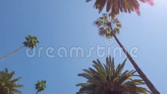 棕榈树巷典型的贝弗利山旅行摄影视频的预览图