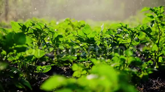 给小土豆浇水喷在后院的波光粼粼的水充足的雨水灌溉绿色作物反转视频的预览图
