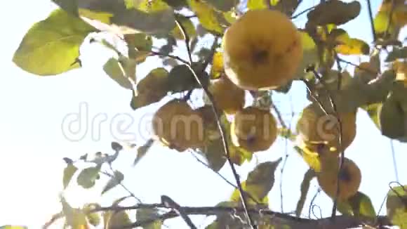 有机成熟的黄色木瓜果实阳光下的特写镜头视频的预览图