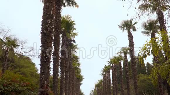 沿街的棕榈树视频的预览图