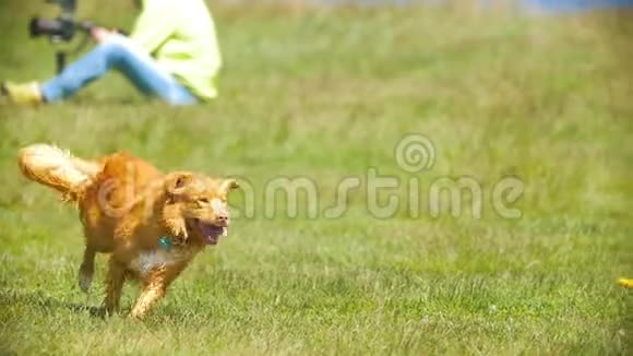 阳光明媚的时候有趣的红狗在草地上奔跑视频的预览图