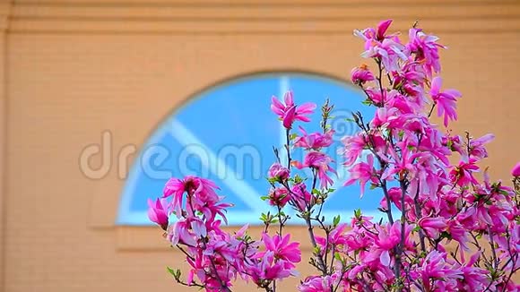 粉玉兰树花窗无人视频的预览图