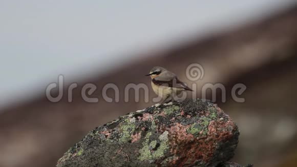 四月间在凯恩戈姆斯国家公园的山上一只名叫伊南特的麦鸟栖息在一块岩石上视频的预览图