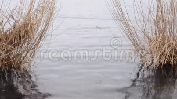 芦苇在河边视频的预览图