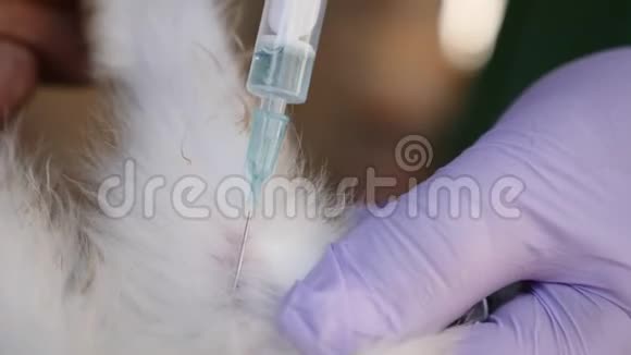 一位女兽医正在农村给兔子接种疫苗视频的预览图