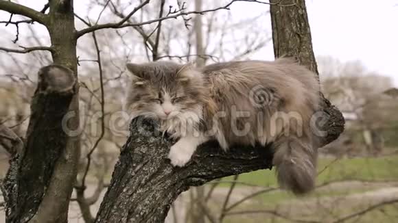 春天睡在树上的无家可归的灰猫视频的预览图