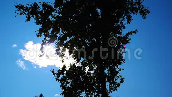 一棵孤独的树摇动天空穹顶下的树叶视频的预览图