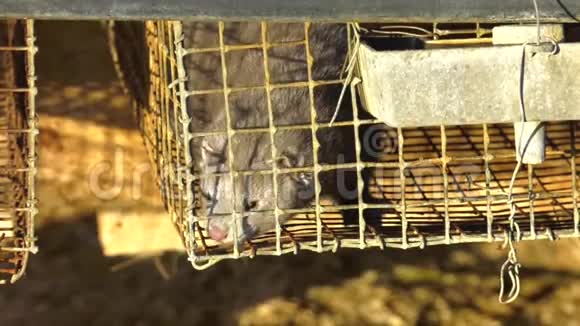 水貂养殖动物保护灰色水貂在一个金属笼子欧洲貂穆斯塔拉卢特罗拉透过他的笼子网格视频的预览图