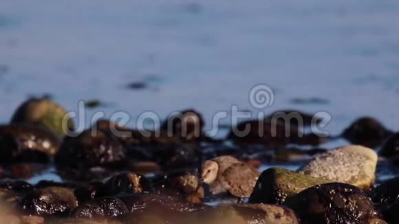 十一月的下午在苏格兰一个河口沿岸的鹅卵石上鱼鸟狩猎和漫步视频的预览图
