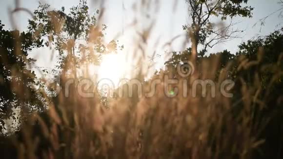 在夕阳的光辉中草地上的草视频的预览图