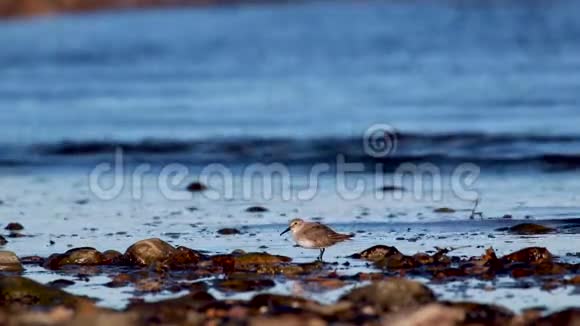 十一月的下午在苏格兰一个河口沿岸的鹅卵石上鱼鸟狩猎和漫步视频的预览图