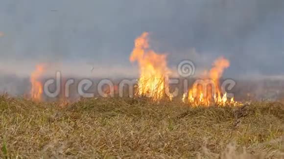 巨大的火焰燃烧着大自然干草原草燃烧时火焰较大森林草原上的野火视频的预览图