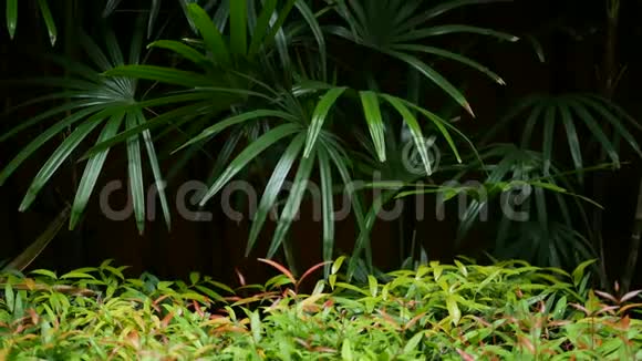模糊紧密明亮多汁的异国热带丛林树叶纹理背景共空间花园里的茂密的树叶视频的预览图