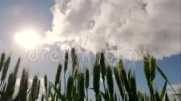 绿色的耳朵和多云的天空在晴朗的日子里用云彩特写绿色的麦穗视频的预览图