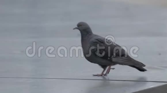 一只鸽子在街上视频的预览图