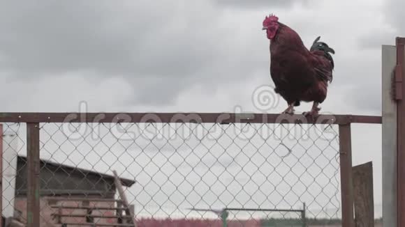 农场里的公鸡视频的预览图