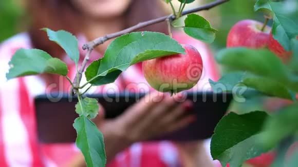特写一个苹果挂在树枝上女农民或农学家检查苹果的收成在上面做笔记视频的预览图