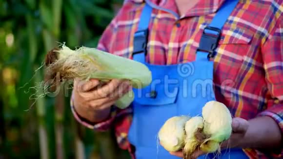 农夫的双手握着几只玉米芯农夫穿着格子衬衫和蓝色工作服背景是视频的预览图