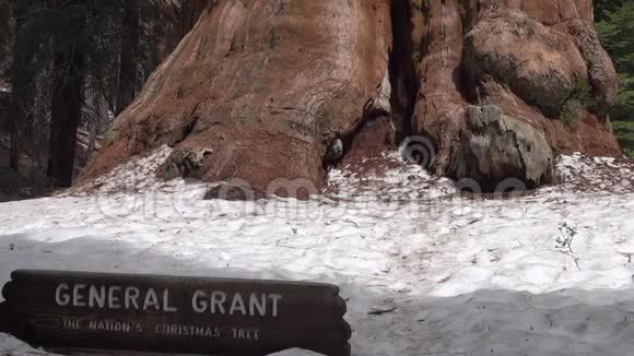 格兰特将军红杉树倾斜在国王峡谷国家公园视频的预览图