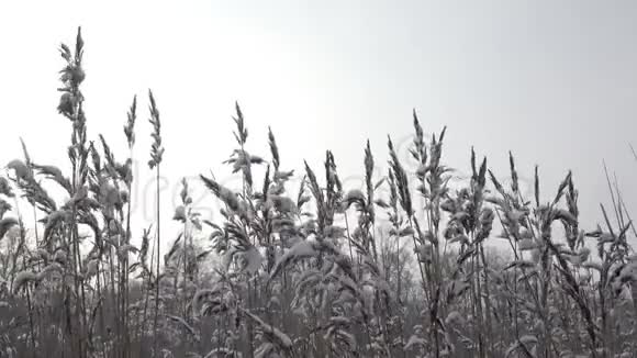 峡谷上的森林湖畔白雪皑皑冬天阳光明媚天空映衬是的视频的预览图