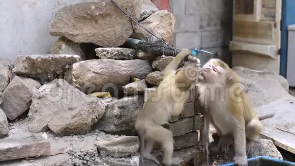 棕色猴子在夏天喝自来水视频的预览图
