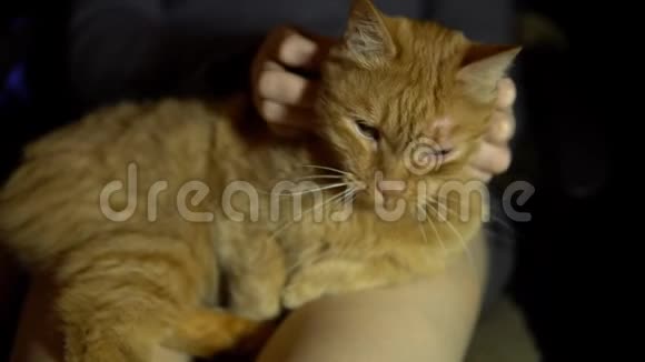 一只红猫躺在别人膝盖上手被宠物抚摸着视频的预览图