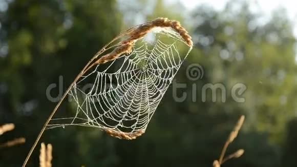 夏天结束蜘蛛网在晨光中视频的预览图