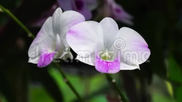 美丽的紫白兰花盛开在兰花园自然背景视频的预览图