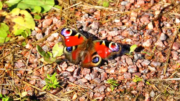 蝴蝶红色翅膀上有黑点坐在石头上视频的预览图