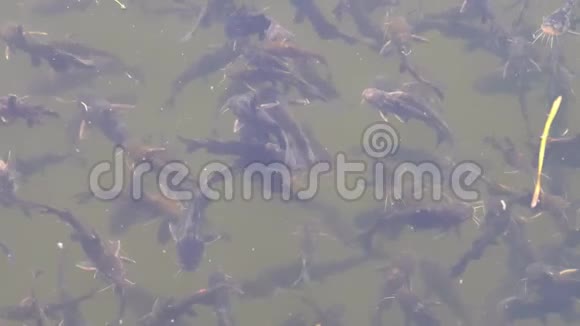 在湖里游泳的鲶鱼群4k电影慢动作视频的预览图