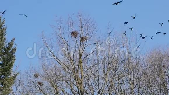 一群乌鸦在天空中盘旋视频的预览图