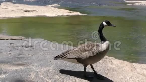 佐治亚州琼斯桥公园跟随一只加拿大鹅当它走进水中游泳离开视频的预览图
