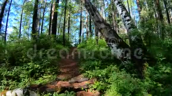 波夫沿着森林小径走慢动作视频的预览图