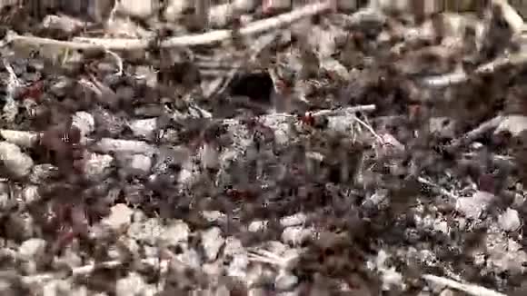 活蚂蚁视频的预览图