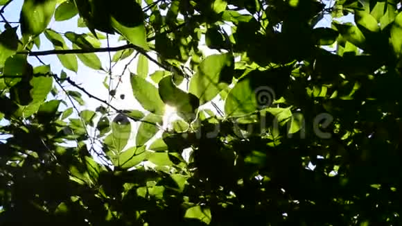 闪烁的阳光透过茂盛的绿叶视频的预览图