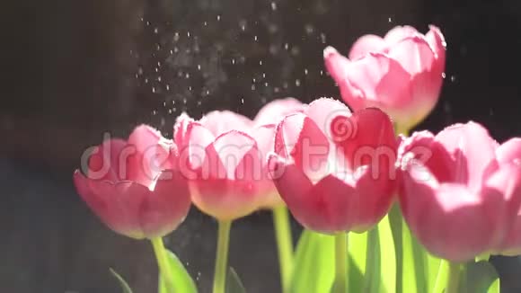 阳光下的水滴下的粉红色郁金香视频的预览图