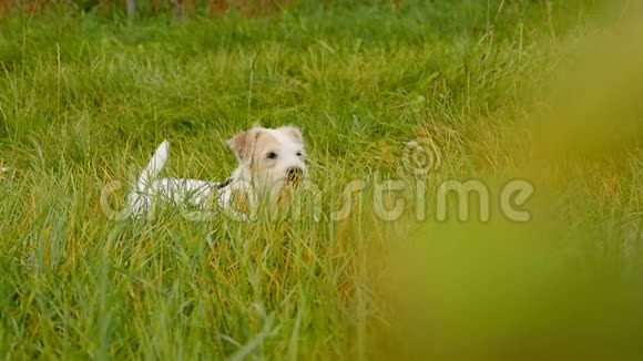 可爱的白帕森罗素猎犬躺在草地上摇着尾巴视频的预览图