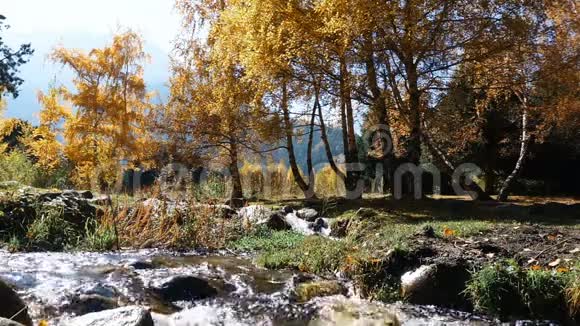 秋树旁的山溪视频的预览图