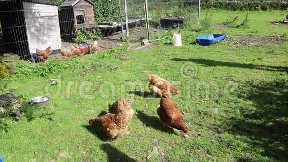 自由活动鸡在草地上啄食视频的预览图