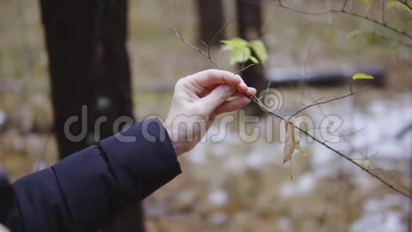 摄影师旅行者在秋天的森林里拍摄大自然的照片第一场雪霜电影镜头慢动作视频的预览图