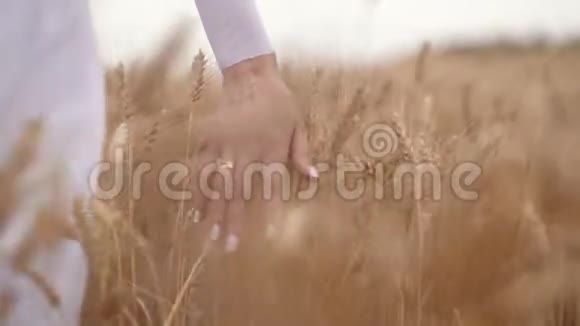 女人手在麦田里奔跑女孩手抚摸小麦作物视频的预览图