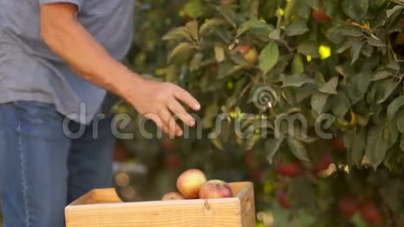 生食品在园内采摘新鲜水果特写双手从树上撕下成熟的苹果放进木箱视频的预览图