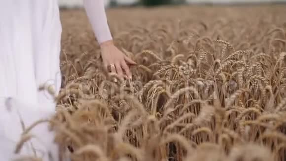女人手在麦田里奔跑女孩手抚摸小麦作物视频的预览图