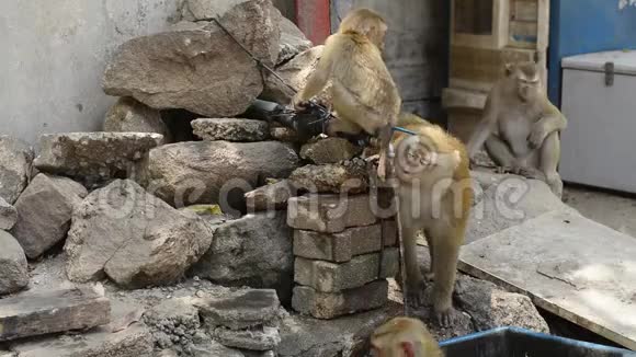 棕色猴子在夏天喝自来水视频的预览图