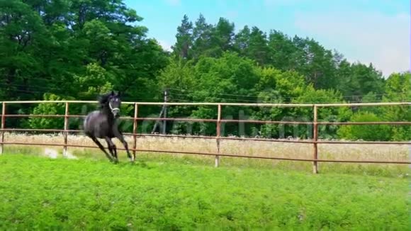 黑色美丽的马沿着围场的铁栅栏在绿草上飞驰突然停了下来变了变视频的预览图