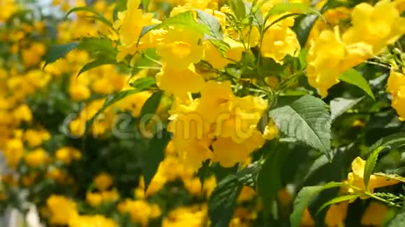 美丽的黄色花束在灌木的树枝上天然花卉背景春天的心情阳光明媚视频的预览图