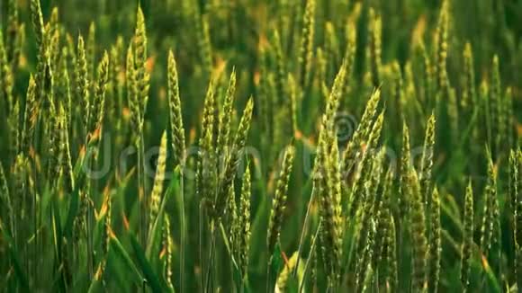 大雨过了田野年轻的绿色小麦胚芽小麦胚芽的特写雨滴美丽的风景农村视频的预览图
