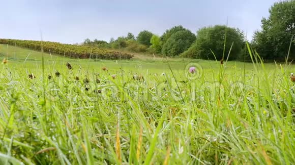 帕森罗塞尔猎犬骑着野花在夏日草地上跳跃视频的预览图