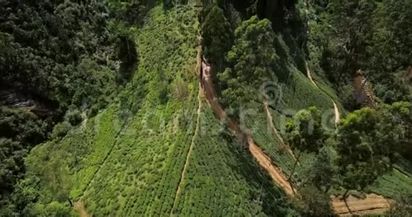绿山带茶园和建筑的热带景观视频的预览图