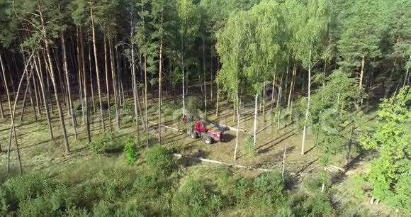 一台伐木机把树倒下来一台红色伐木机把桦树倒下来视频的预览图